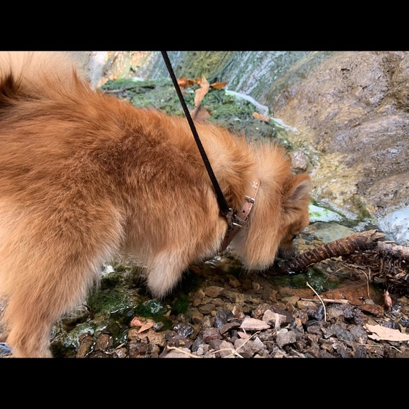 Meet your Posher, Sandy or Sunny - Picture 4 of 4